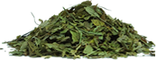Fucus vesiculosus