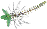 Orthosiphon stamineus
